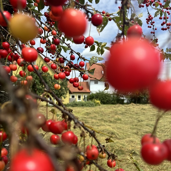 kirschen viele obstbaeume im garten